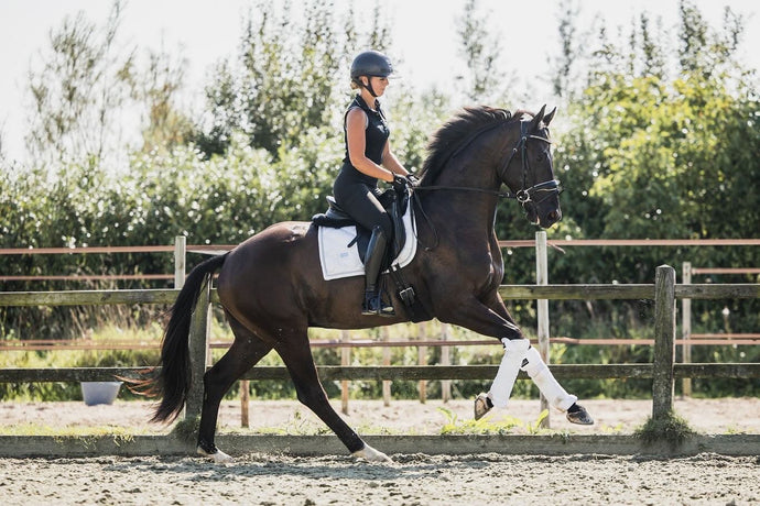 5 Essential Things to Consider Before Buying a Dressage Horse