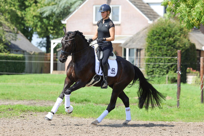 How to Buy the Perfect Dressage Horse: Essential Tips for Success