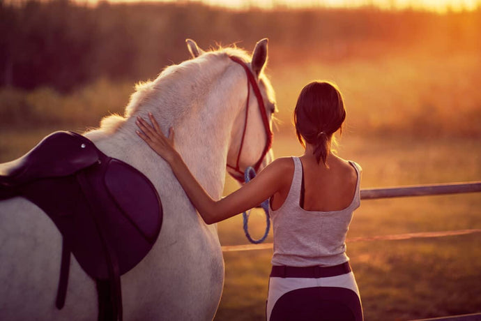 10 Effective Methods to Strengthen the Bond with Your Hors