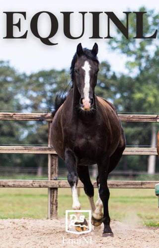 The 10 Golden Questions – Your Guide to Buying the Right Horse